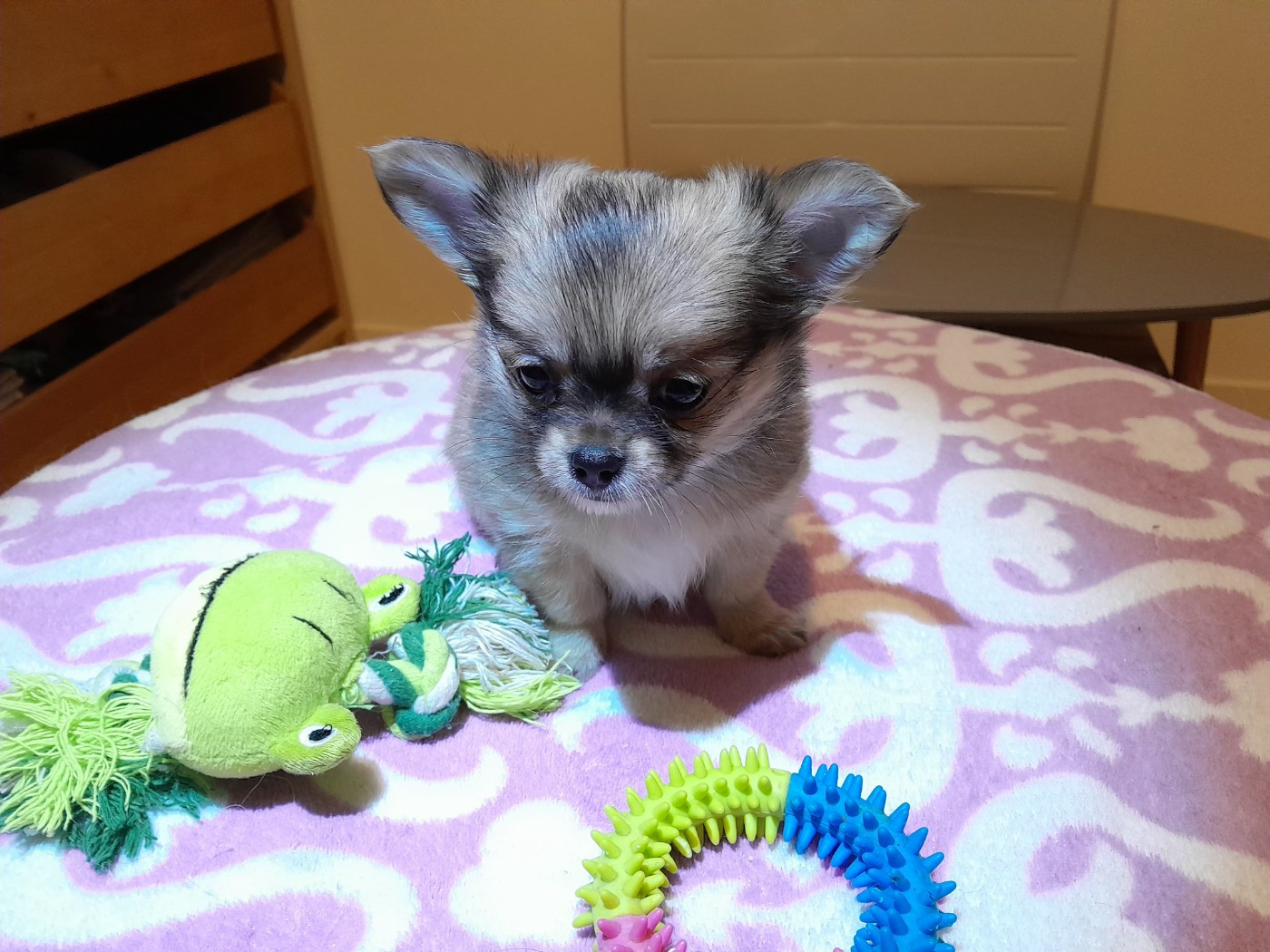 du Domaine des Petits Samouraïs - Chiots disponibles - Chihuahua