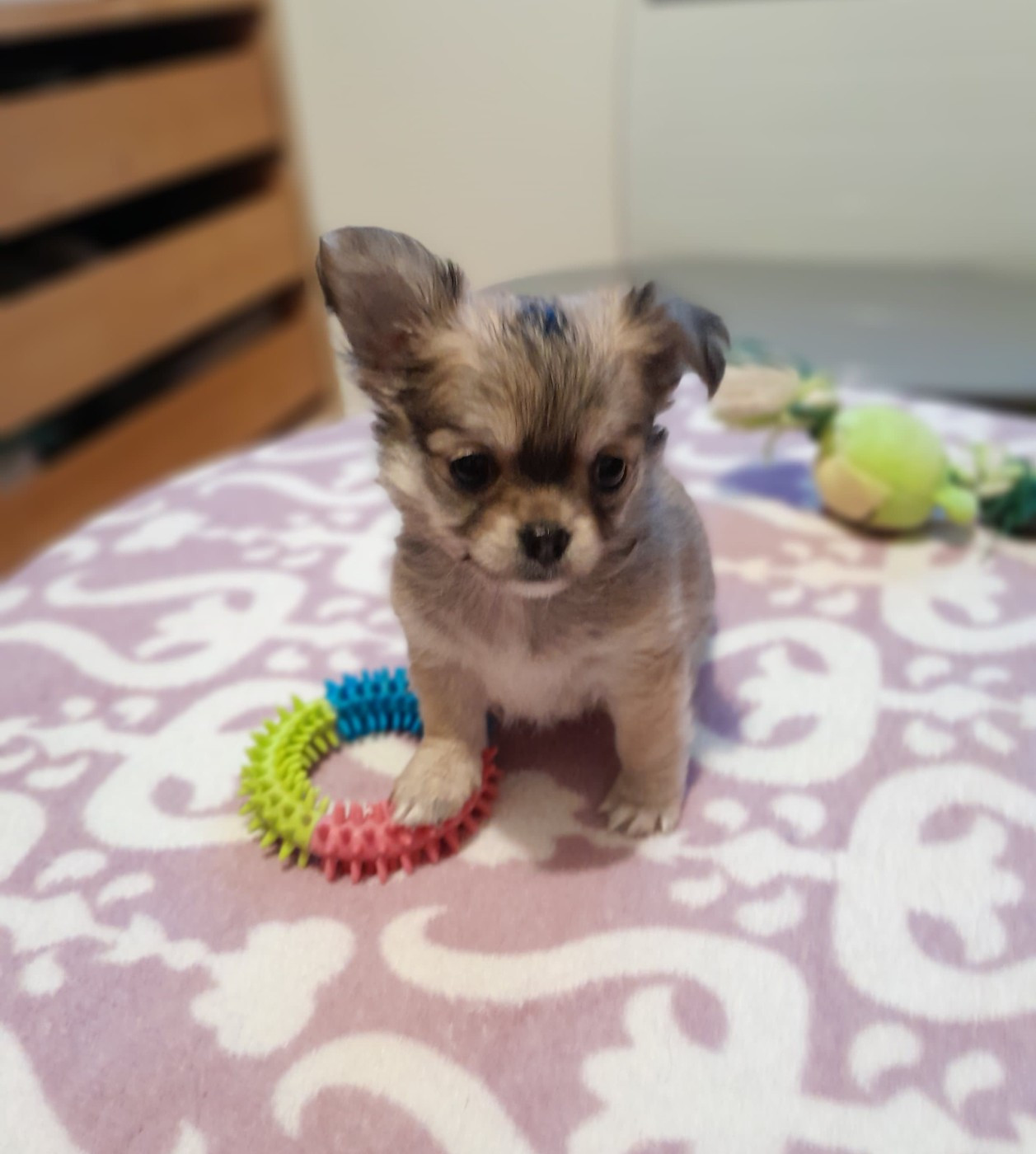 du Domaine des Petits Samouraïs - Chiots disponibles - Chihuahua