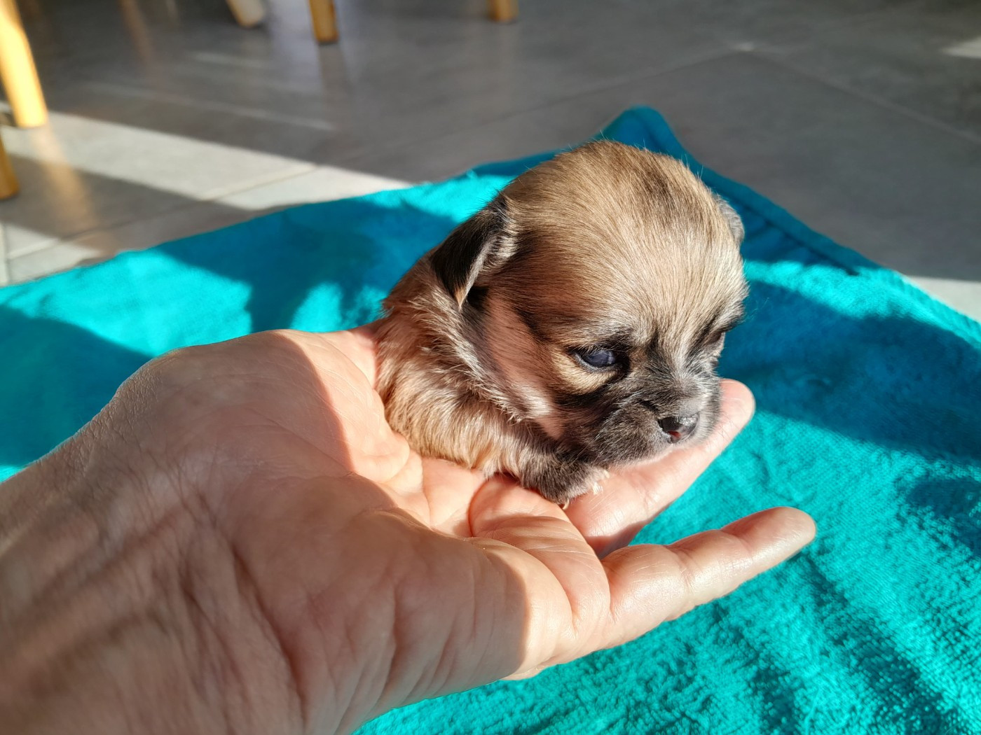 du Domaine des Petits Samouraïs - Chiots disponibles - Chihuahua