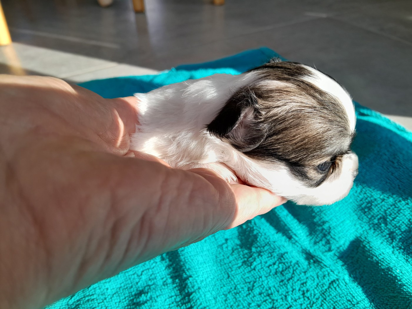 du Domaine des Petits Samouraïs - Chiots disponibles - Chihuahua