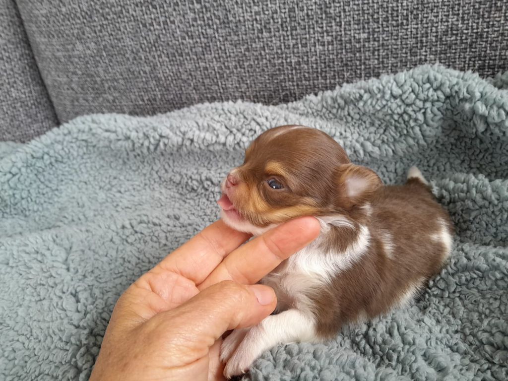 du Domaine des Petits Samouraïs - Chiots disponibles - Chihuahua