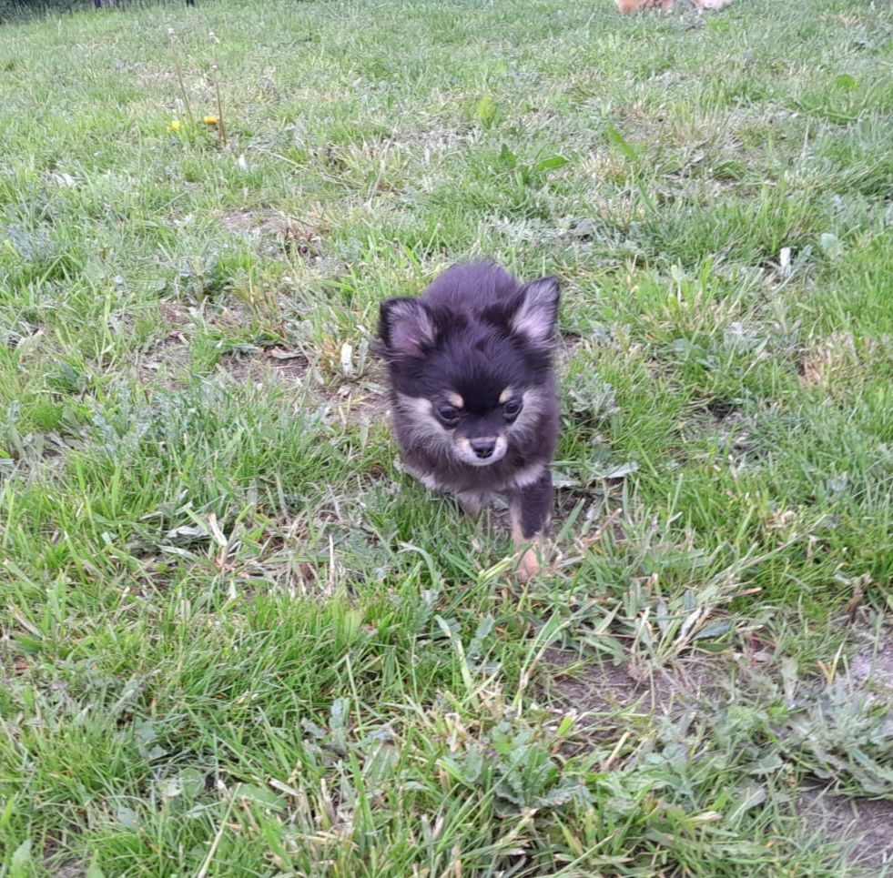 du Domaine des Petits Samouraïs - Chiots disponibles - Chihuahua