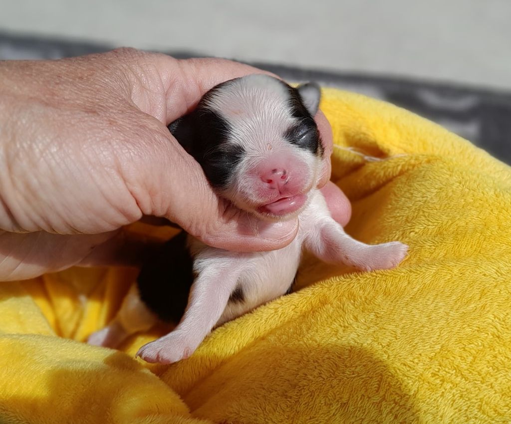 du Domaine des Petits Samouraïs - Chiots disponibles - Chihuahua