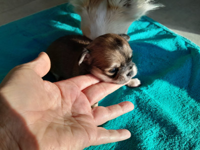 Chiot N°3