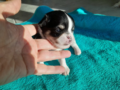 Chiot N°1