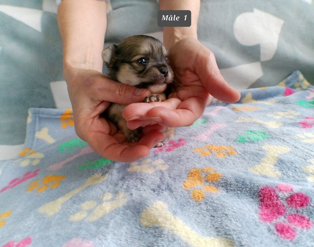 du Domaine des Petits Samouraïs - Chiots disponibles - Chihuahua