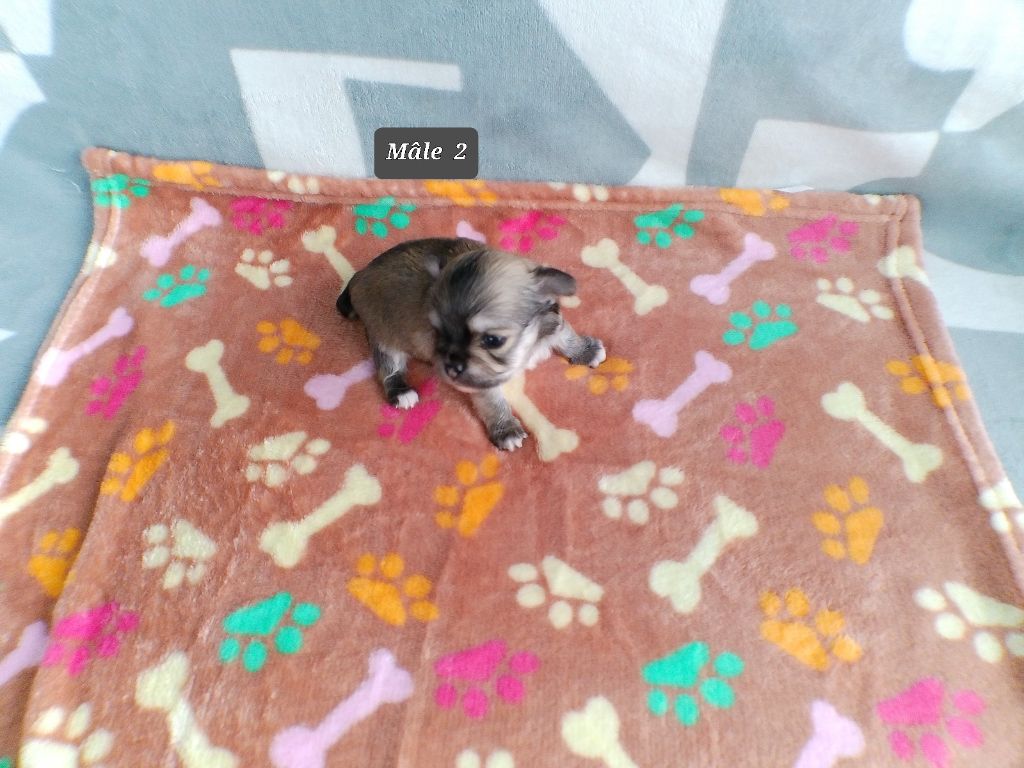 du Domaine des Petits Samouraïs - Chiots disponibles - Chihuahua